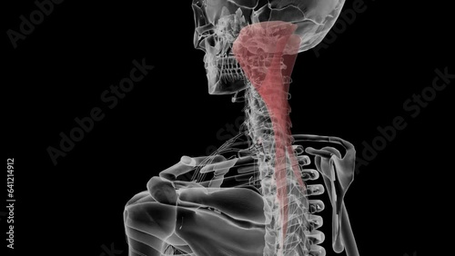 Left semispinalis capitis and Left splenius capitis photo