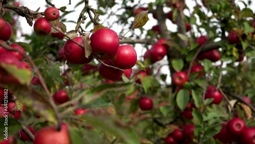 Apple orchard with ripe apples, harvest time. Video