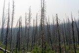 Burned dead trees after forest fire in Alberta, Canada. 