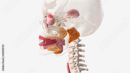 Your salivary glands lubricate your mouth, help you swallow, aid in digestion and help protect your teeth against harmful bacteria