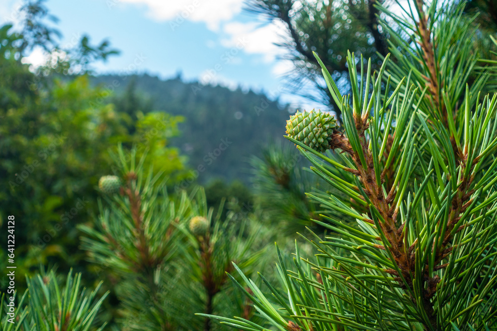 Indian Pine. Detailed close-up: leaves & young fruit buds of Pinus roxburghii, Himalayan native. Ideal for nature projects. Indian Pine. Detailed close-up: leaves & young fruit buds of Pinus roxburghii, Himalayan native. Ideal for nature projects.