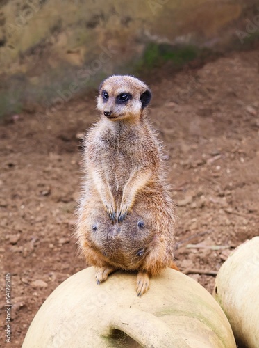 Pregnant meerkat sits on a pot. Suricata suricatta.