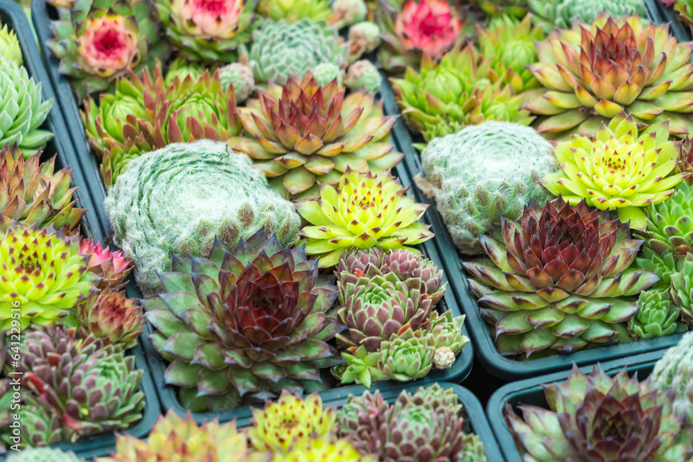 Fototapeta premium Top view. Collection of succulents in pots. Minimalistic home interior with composition of cactus and succulents . Stylish concept of home garden.