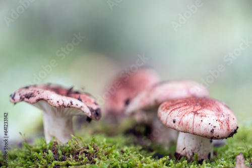Enchanting Explorations: The Captivating Realm of Mushrooms
