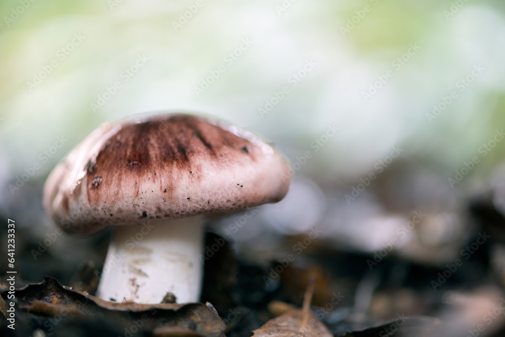 Enchanting Explorations: The Captivating Realm of Mushrooms Enchanting Explorations: The Captivating Realm of Mushrooms