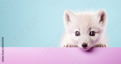 Creative animal concept. Artic Fox peeking over pastel bright background. advertisement, banner, card. copy text space. birthday party invite invitation