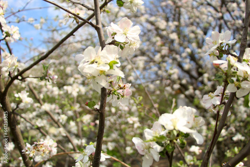 tree blossom