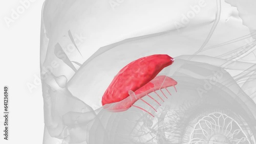 The lacrimal glands are serous type exocrine glands that secrete lacrimal fluid onto the surfaces of the conjunctiva and cornea of the eye