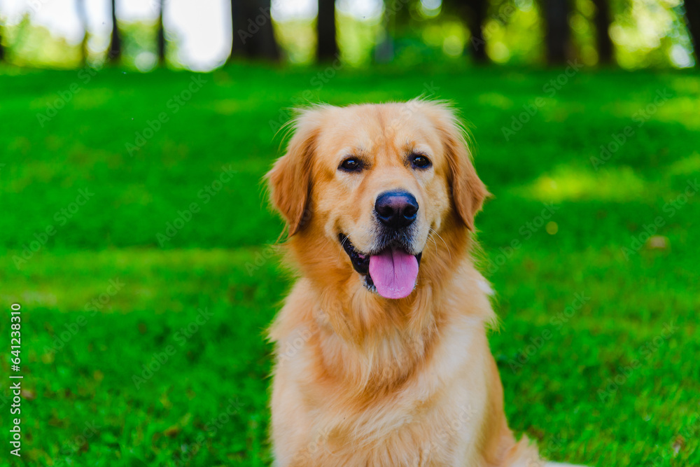 Portrait of Golden labrador dog sitting on the grass against the background of a green forest.Summer day.Closeup. Portrait of Golden labrador dog sitting on the grass against the background of a green forest.Summer day.Closeup.