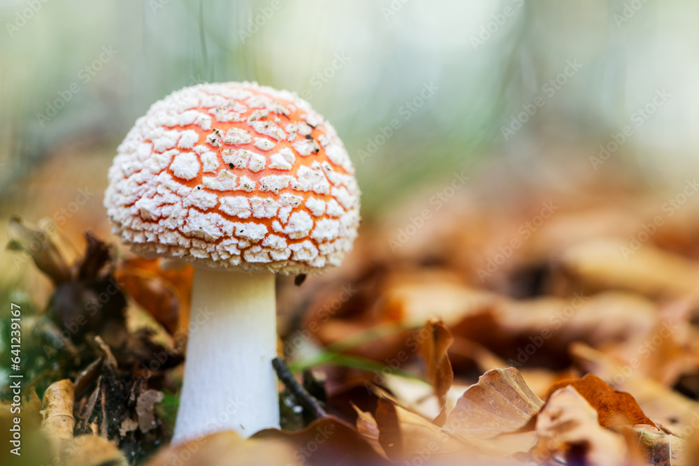 Enchanting Explorations: The Captivating Realm of Mushrooms Enchanting Explorations: The Captivating Realm of Mushrooms