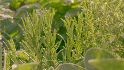Fresh Herbs in Garden: Aromatic Close-up with Vibrant Colors and Textures