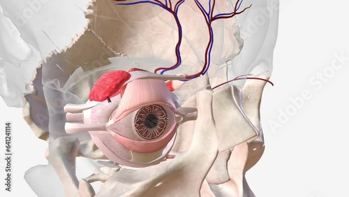 The veins that bring blood to the vessels in your eyes are called periorbital veins .