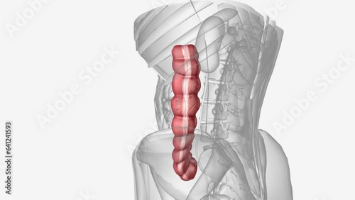 The descending colon is approximately 25 cm long and extends from the splenic flexure down to the pelvic brim photo