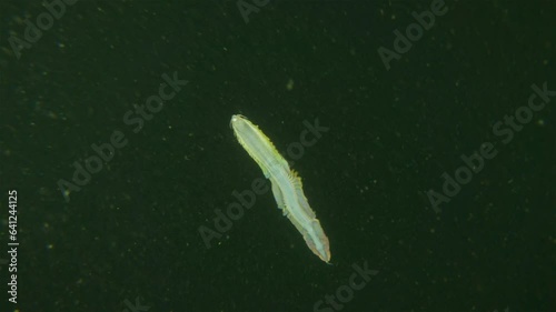 Worm Polychaeta Nereis virens (Alitta virens) from family Nereididae. Floats in water column during spawning for reproduction. White Sea photo