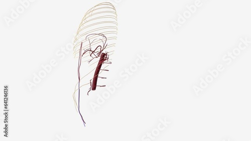 Nervous system of the thorax and Left inferior epigastric artery .