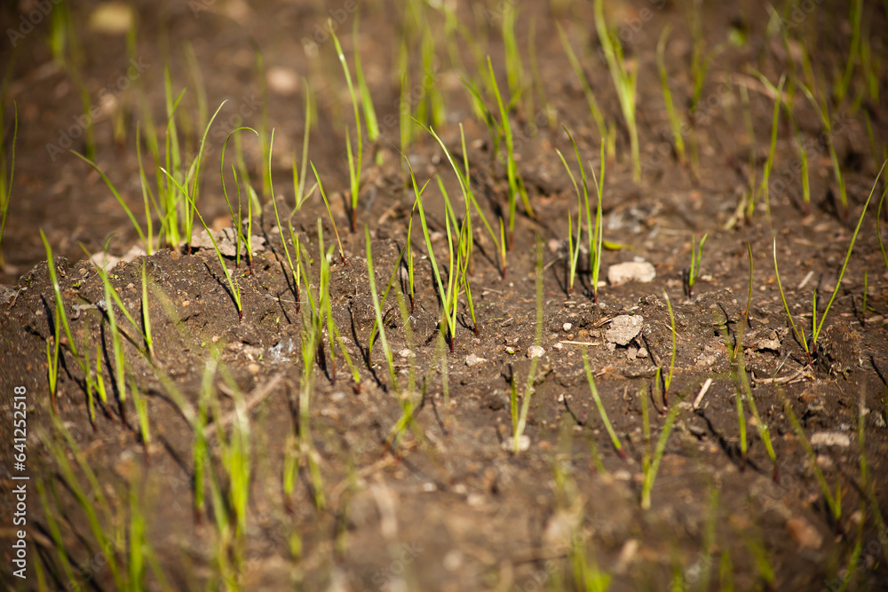 Agricultural field. Young plant of wheat or cereal crop, close-up. Agricultural field. Young plant of wheat or cereal crop, close-up.