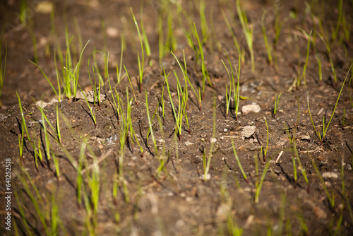 Agricultural field. Young plant of wheat or cereal crop, close-up.