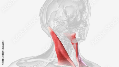 The sternocleidomastoid muscle is one of the largest and most superficial cervical muscles
