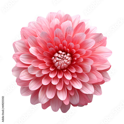 pink chrysanthemum. Flower on a white isolated background. For design. Closeup. Nature.