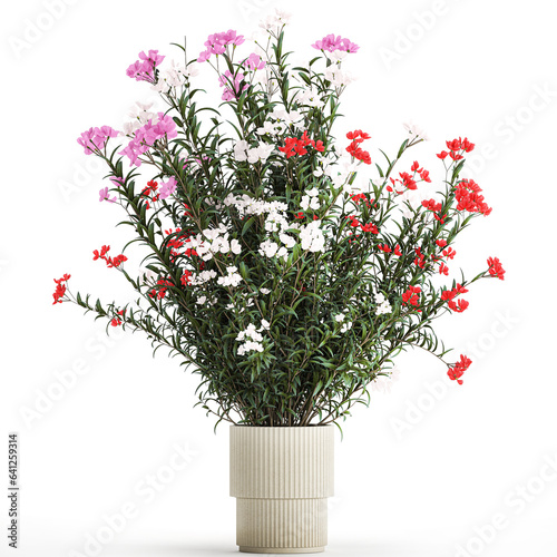 n Beautiful plants with red Nerium oleander flowers in pots on a white background photo