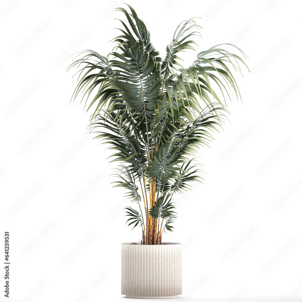 Beautiful Howea palm plants in flower pots on a white background Beautiful Howea palm plants in flower pots on a white background