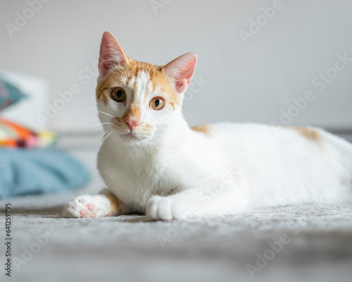 Portrait of a white and brown cat with brown eyes