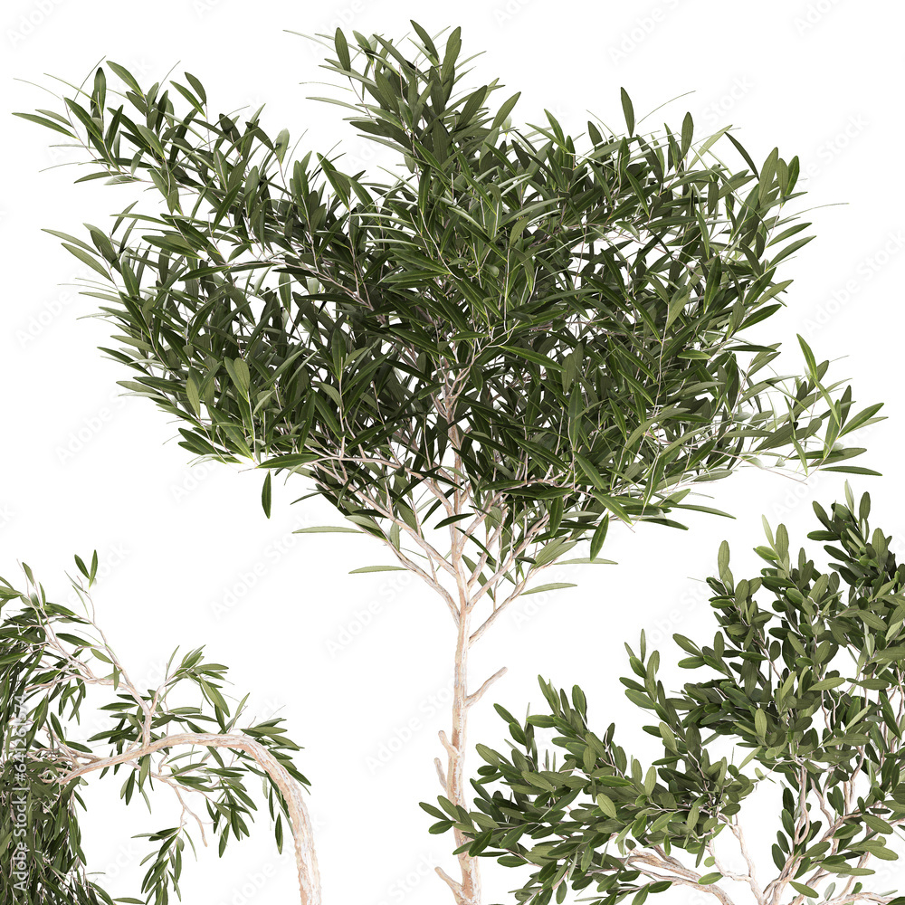 Fototapeta premium Beautiful weeping willow tree Olive in flowerpot