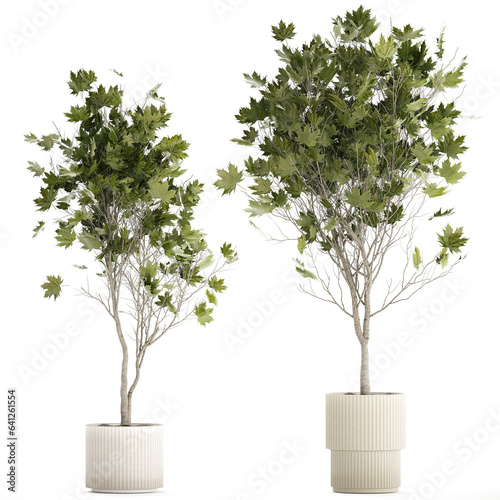 Beautiful Plane Tree And Acer Tree In Pots