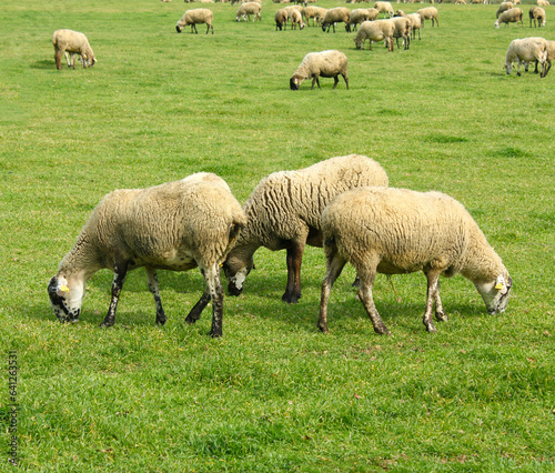 Flock of sheep in a pasture field
