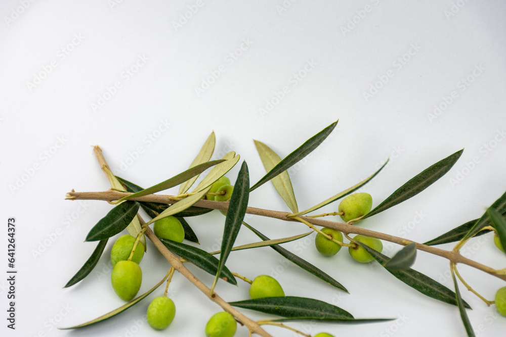 Close-up fresh olive twig with olives isolated on a white background. Close-up fresh olive twig with olives isolated on a white background.