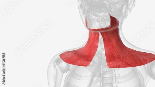 The platysma is a broad muscle which arises from the fascia that covers the upper segments of the deltoid and pectoralis muscles