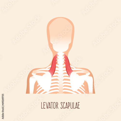 Levator scapulae muscle anatomy. Vector illustration.