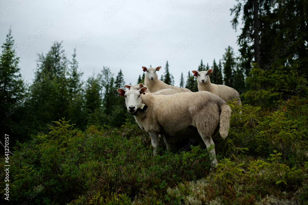 Fototapeta premium A flock of free-range sheep in the forest.