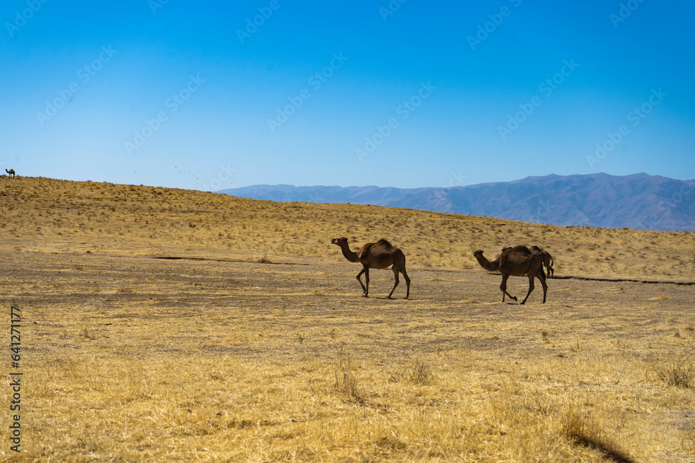 asian camels in a desert sitting in a group asian camels in a desert sitting in a group