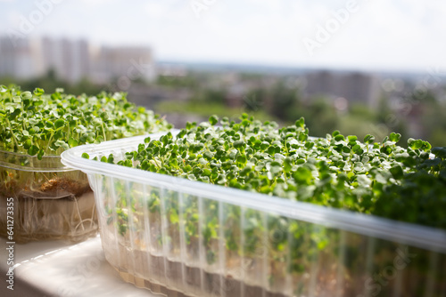 juicy fresh microgreens growing on a windowsill overlooking the city