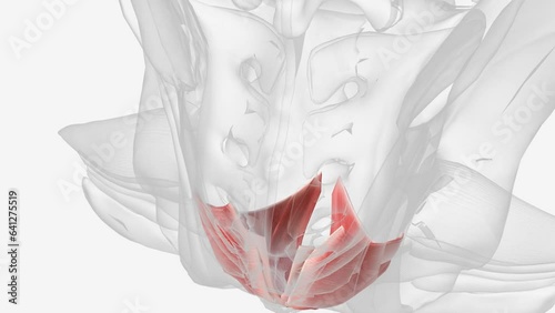 Muscles that make up the pelvic diaphragm (Pelvic floor)