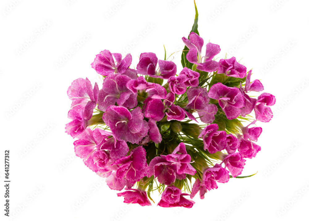 perennial carnation isolated perennial carnation isolated