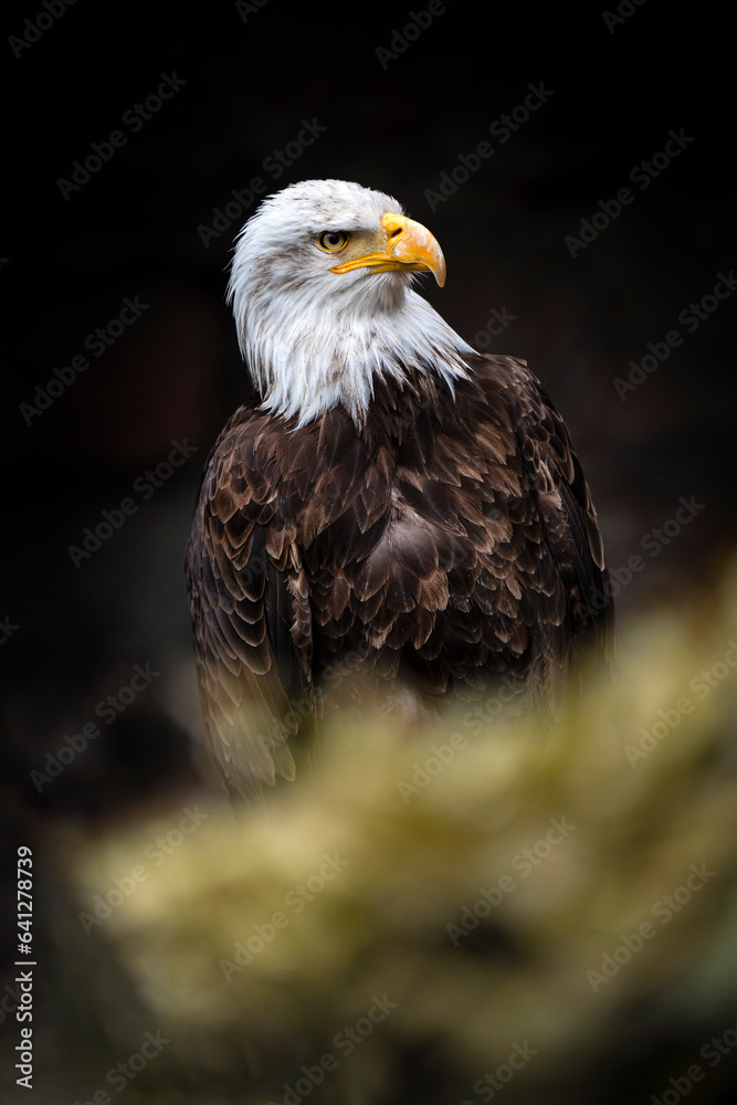 Obraz premium Pygargue à tête blanche ou aigle pêcheur