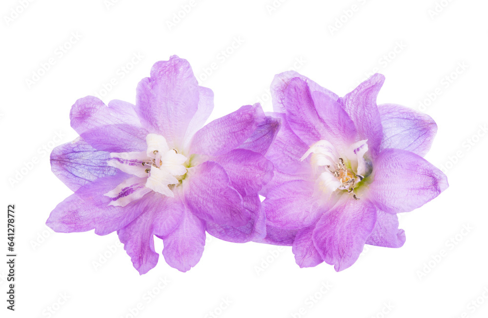 delphinium flowers isolated