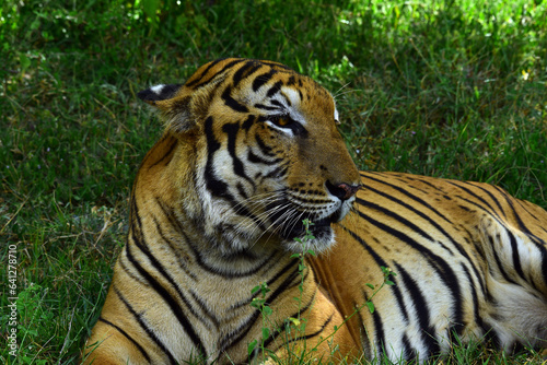 Lonely Bengali tiger resting under a tree close-up captured at Ridiyagama safari Sri Lanka. 