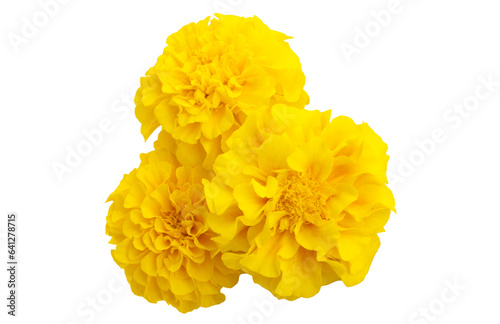 yellow marigolds isolated