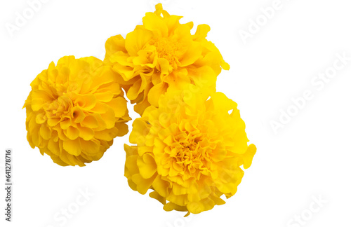 yellow marigolds isolated