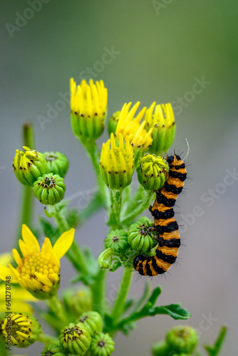 Orange and black striped Cinnabar moth caterpillar on a ragwort plant with yellow flowers