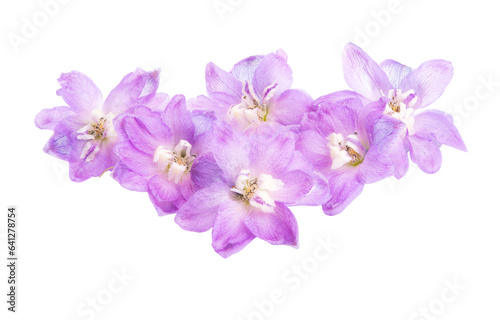 Fototapeta Naklejka Na Ścianę i Meble -  delphinium flowers isolated