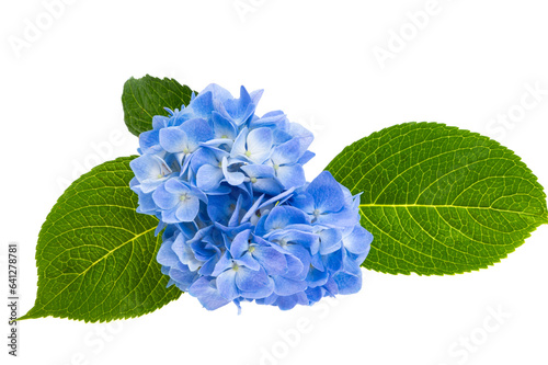 blue hydrangea flowers isolated