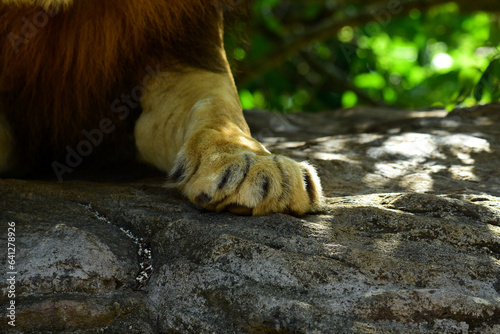 Paw of the king of the forest captured at Ridiyagama safari Sri Lanka. photo