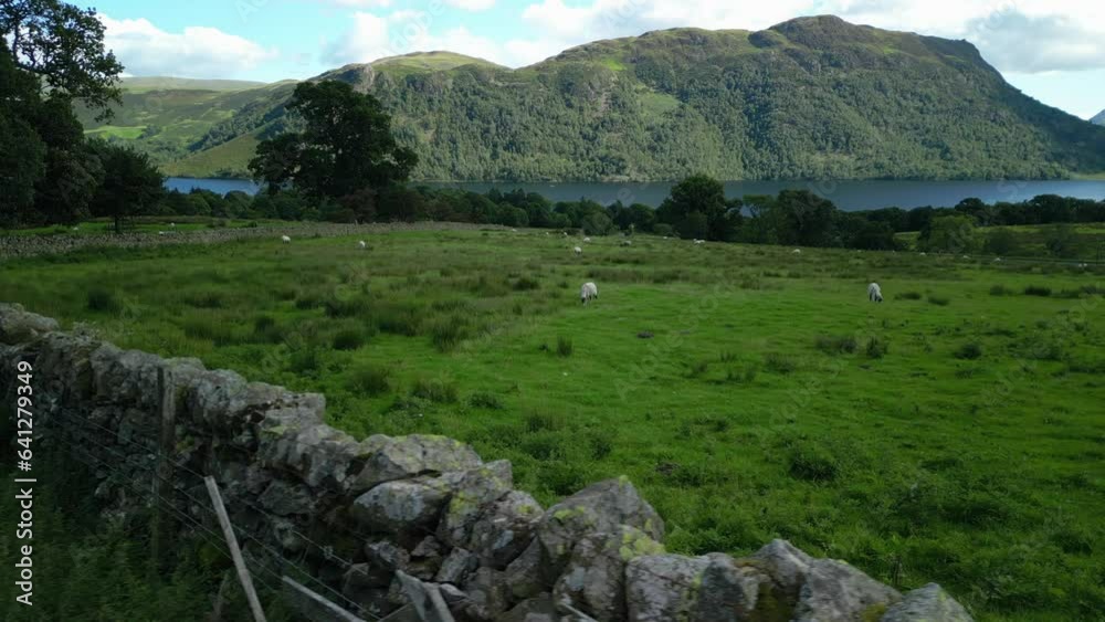 Moving over dry stone wall into field with sheep with lake and wooded mountainside on bright summer day. Ullswater, English Lake District, Cumbria, UK. Moving over dry stone wall into field with sheep with lake and wooded mountainside on bright summer day. Ullswater, English Lake District, Cumbria, UK.