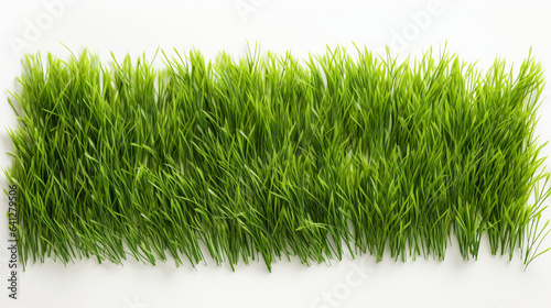 Green cut grass isolated on white background and texture