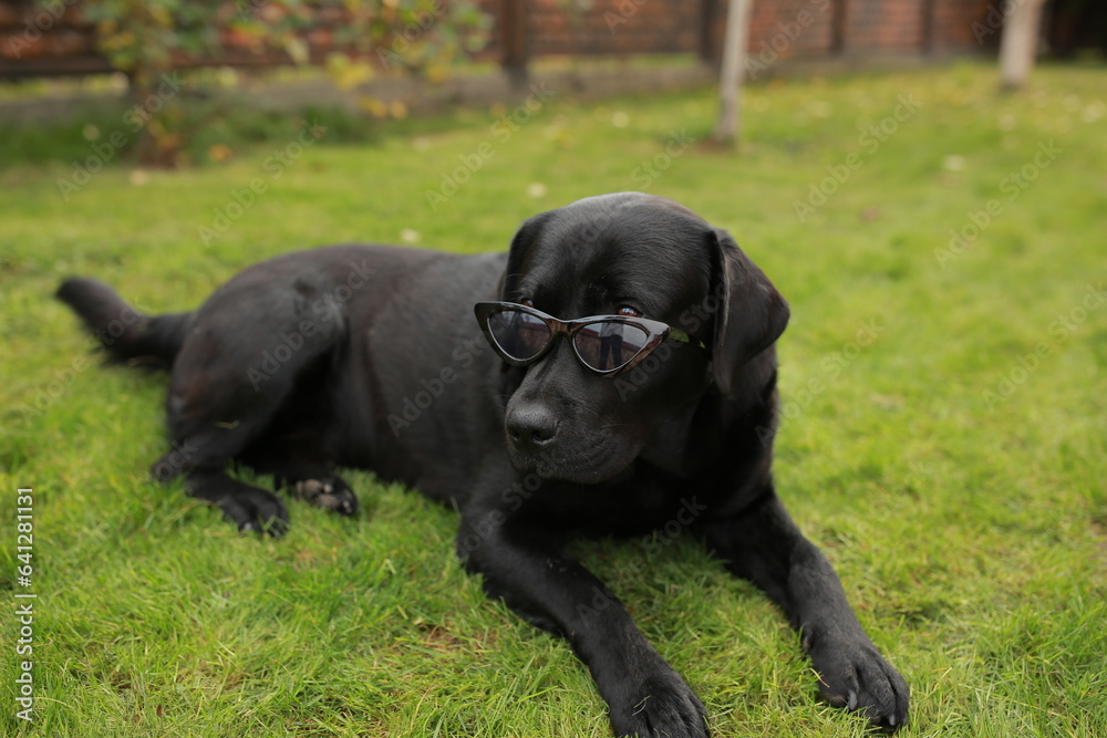 beautiful black labrador dog in black sunglasses lies on green grass beautiful black labrador dog in black sunglasses lies on green grass