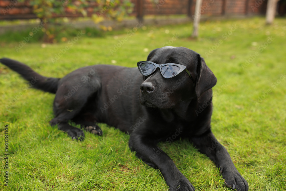beautiful black labrador dog in black sunglasses lies on green grass beautiful black labrador dog in black sunglasses lies on green grass